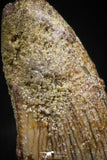 06070 - Beautiful 0.80 Inch Serrated Abelisaur Dinosaur Tooth Cretaceous KemKem Beds