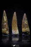 20733 - Great Collection of 3 Spinosaurus Dinosaur Teeth Cretaceous KemKem Beds