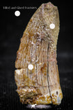 06070 - Beautiful 0.80 Inch Serrated Abelisaur Dinosaur Tooth Cretaceous KemKem Beds