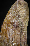 06070 - Beautiful 0.80 Inch Serrated Abelisaur Dinosaur Tooth Cretaceous KemKem Beds