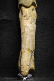 22155 - Top Rare 4.23 Inch Spinosaurus Dinosaur Hand 2 Phalanx Bones Cretaceous KemKem