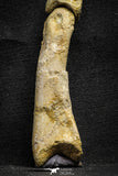 22155 - Top Rare 4.23 Inch Spinosaurus Dinosaur Hand 2 Phalanx Bones Cretaceous KemKem