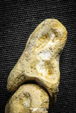 22155 - Top Rare 4.23 Inch Spinosaurus Dinosaur Hand 2 Phalanx Bones Cretaceous KemKem