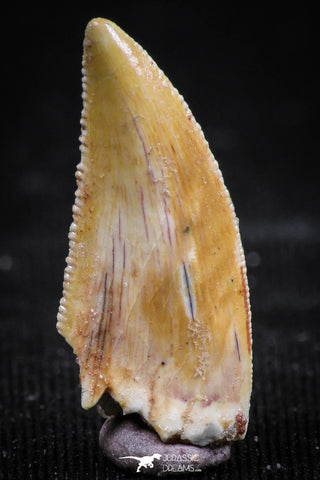 06071 - Top Quality 0.82 Inch Serrated Abelisaur Dinosaur Tooth Cretaceous KemKem Beds