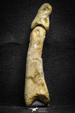 22155 - Top Rare 4.23 Inch Spinosaurus Dinosaur Hand 2 Phalanx Bones Cretaceous KemKem