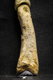 22155 - Top Rare 4.23 Inch Spinosaurus Dinosaur Hand 2 Phalanx Bones Cretaceous KemKem