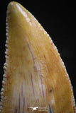 06071 - Top Quality 0.82 Inch Serrated Abelisaur Dinosaur Tooth Cretaceous KemKem Beds