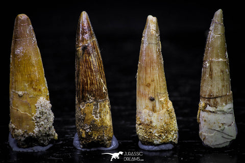 20734 - Great Collection of 4 Spinosaurus Dinosaur Teeth Cretaceous KemKem Beds