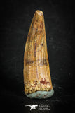 88843 - Top Beautiful 1.18 Inch Juvenile Spinosaurus Dinosaur Tooth Cretaceous