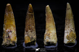 20734 - Great Collection of 4 Spinosaurus Dinosaur Teeth Cretaceous KemKem Beds