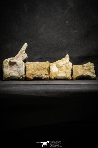 22156 - Top Rare Spinosaurus Dinosaur Partial Caudal (Tail) Vertebra Bones Cretaceous KemKem Beds
