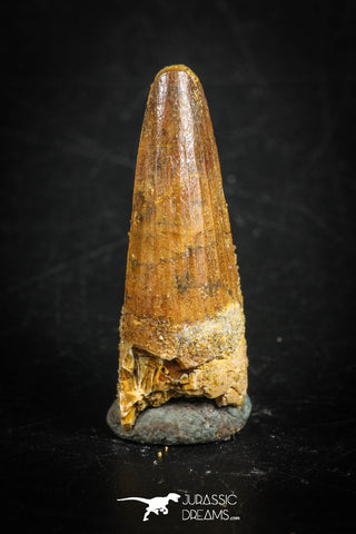 88844 - Top Beautiful 1.10 Inch Juvenile Spinosaurus Dinosaur Tooth Cretaceous