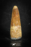 88844 - Top Beautiful 1.10 Inch Juvenile Spinosaurus Dinosaur Tooth Cretaceous