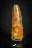 88845 - Top Beautiful 1.14 Inch Juvenile Spinosaurus Dinosaur Tooth Cretaceous