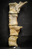 22156 - Top Rare Spinosaurus Dinosaur Partial Caudal (Tail) Vertebra Bones Cretaceous KemKem Beds