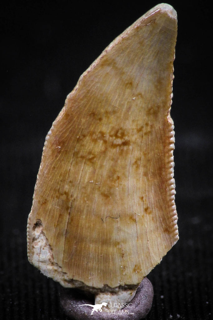 06072 - Nicely Preserved 0.80 Inch Serrated Abelisaur Dinosaur Tooth Cretaceous KemKem Beds