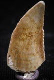 06072 - Nicely Preserved 0.80 Inch Serrated Abelisaur Dinosaur Tooth Cretaceous KemKem Beds