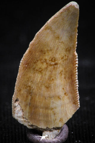 06072 - Nicely Preserved 0.80 Inch Serrated Abelisaur Dinosaur Tooth Cretaceous KemKem Beds