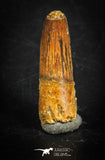 88845 - Top Beautiful 1.14 Inch Juvenile Spinosaurus Dinosaur Tooth Cretaceous