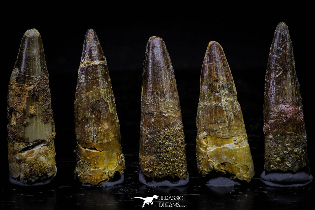 20735 - Great Collection of 5 Spinosaurus Dinosaur Teeth Cretaceous KemKem Beds