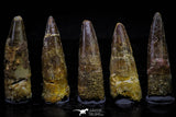 20735 - Great Collection of 5 Spinosaurus Dinosaur Teeth Cretaceous KemKem Beds