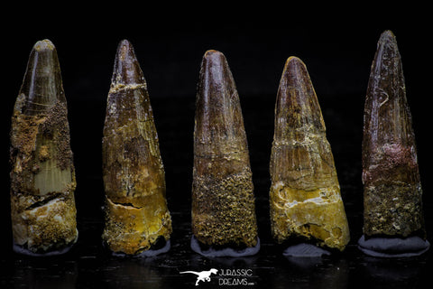 20735 - Great Collection of 5 Spinosaurus Dinosaur Teeth Cretaceous KemKem Beds