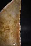06072 - Nicely Preserved 0.80 Inch Serrated Abelisaur Dinosaur Tooth Cretaceous KemKem Beds