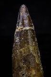 20735 - Great Collection of 5 Spinosaurus Dinosaur Teeth Cretaceous KemKem Beds