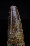 20735 - Great Collection of 5 Spinosaurus Dinosaur Teeth Cretaceous KemKem Beds