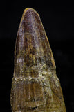 20735 - Great Collection of 5 Spinosaurus Dinosaur Teeth Cretaceous KemKem Beds