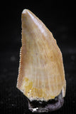 06072 - Nicely Preserved 0.80 Inch Serrated Abelisaur Dinosaur Tooth Cretaceous KemKem Beds