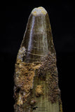 20735 - Great Collection of 5 Spinosaurus Dinosaur Teeth Cretaceous KemKem Beds