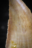 06072 - Nicely Preserved 0.80 Inch Serrated Abelisaur Dinosaur Tooth Cretaceous KemKem Beds