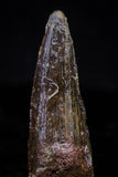 20735 - Great Collection of 5 Spinosaurus Dinosaur Teeth Cretaceous KemKem Beds