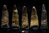 20735 - Great Collection of 5 Spinosaurus Dinosaur Teeth Cretaceous KemKem Beds
