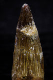 20735 - Great Collection of 5 Spinosaurus Dinosaur Teeth Cretaceous KemKem Beds