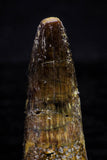 20735 - Great Collection of 5 Spinosaurus Dinosaur Teeth Cretaceous KemKem Beds