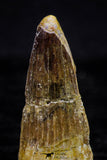 20735 - Great Collection of 5 Spinosaurus Dinosaur Teeth Cretaceous KemKem Beds