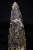 20735 - Great Collection of 5 Spinosaurus Dinosaur Teeth Cretaceous KemKem Beds