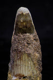 20735 - Great Collection of 5 Spinosaurus Dinosaur Teeth Cretaceous KemKem Beds