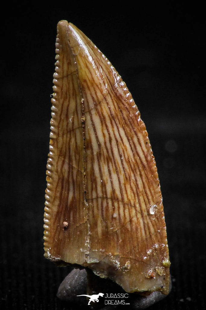 06073 - Top Beautiful 0.74 Inch Serrated Abelisaur Dinosaur Tooth Cretaceous KemKem Beds