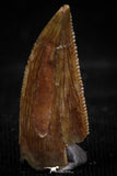 06073 - Top Beautiful 0.74 Inch Serrated Abelisaur Dinosaur Tooth Cretaceous KemKem Beds