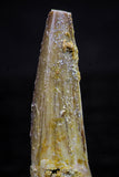 20736 - Great Collection of 3 Spinosaurus Dinosaur Teeth Cretaceous KemKem Beds