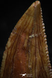 06073 - Top Beautiful 0.74 Inch Serrated Abelisaur Dinosaur Tooth Cretaceous KemKem Beds