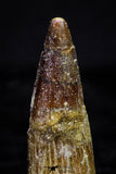 20736 - Great Collection of 3 Spinosaurus Dinosaur Teeth Cretaceous KemKem Beds