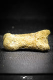 22158 - Rare Unidentified 1.50 Inch Small Theropod Dinosaur Phalanx Bone Cretaceous KemKem