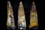 20736 - Great Collection of 3 Spinosaurus Dinosaur Teeth Cretaceous KemKem Beds