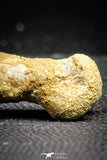 22158 - Rare Unidentified 1.50 Inch Small Theropod Dinosaur Phalanx Bone Cretaceous KemKem
