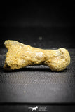 22158 - Rare Unidentified 1.50 Inch Small Theropod Dinosaur Phalanx Bone Cretaceous KemKem