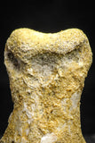 22158 - Rare Unidentified 1.50 Inch Small Theropod Dinosaur Phalanx Bone Cretaceous KemKem